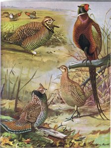 Gallina della brughiera, Fagiano dal collo ad anello, Gallo cedrone orientale da Louis Agassiz Fuertes