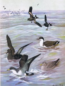 Illustrazione da La storia naturale degli uccelli americani dell
