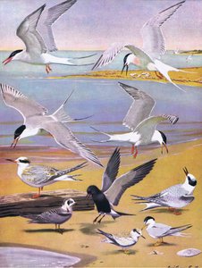 Illustrazione da La storia naturale degli uccelli americani dell