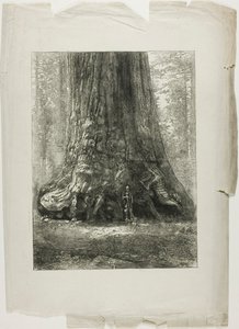 Alberi contorti da Louis Auguste Lepère