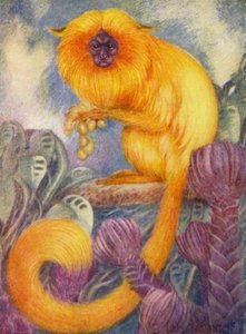 Allo Zoo: Scimmia Marmoset da Louis Augustus Sargent