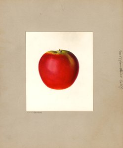 Mela (Malus domestica: n. 57) (acquerello)