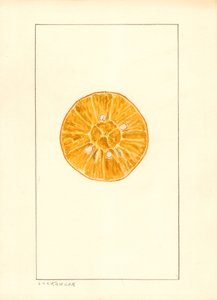 Arancia (Citrus sinensis) (colore ad acqua)