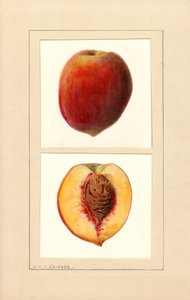 Pesche (Prunus persica: numero 10) (acquerello) da Louis Charles Christopher Krieger