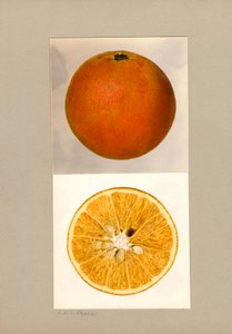Arancia ananas (Citrus sinensis)