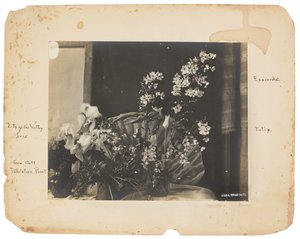 Tiffany Studios, c.1898-1920 da Louis Comfort Tiffany