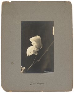 Tiffany Studios, c.1898-1920 da Louis Comfort Tiffany