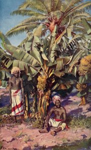Una piantagione di banane, Fiji