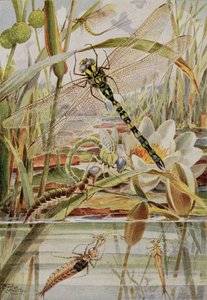 Libellula e effimera, illustrazione da 
