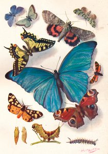 Esempio di illustrazione a blocchi di colore per lavoro scientifico, c1903 da Louis Fairfax Muckley