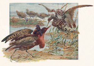 Ruffs e Reeves, c1910, 1911