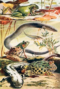 Sei anfibi tipici (litografia a colori)