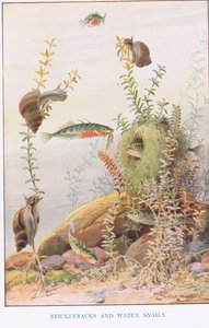 Spinarelli e lumache d