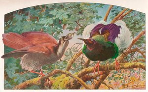 Uccelli del paradiso a dodici fili da Louis Fairfax Muckley