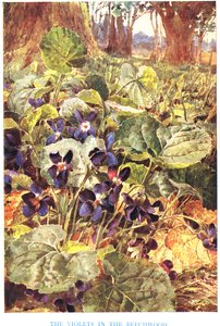 Viole nel bosco di faggi, illustrazione da 