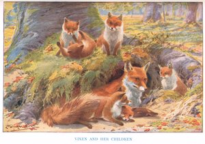 La volpe e i suoi cuccioli, illustrazione da 