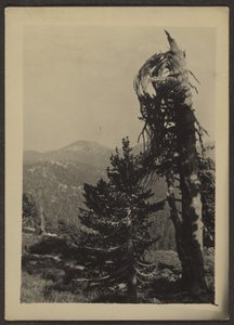 [Picco di Abe Lincoln] da Louis Fleckenstein