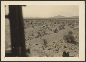 [Piante del deserto di Amargosa] da Louis Fleckenstein