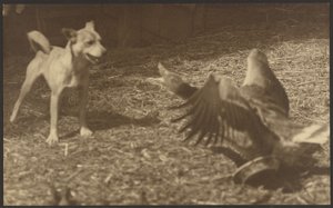 [Uccello e cane arrabbiati] da Louis Fleckenstein