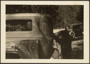 [Orso alla macchina] da Louis Fleckenstein