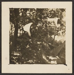 [Calla Lilies] da Louis Fleckenstein