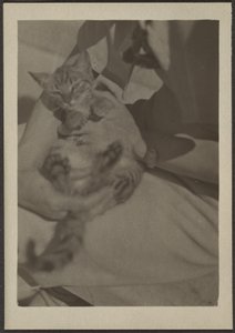 [Cat] da Louis Fleckenstein