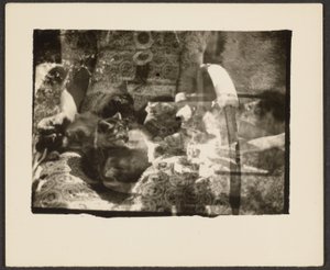 [Gatti e riflessioni] da Louis Fleckenstein