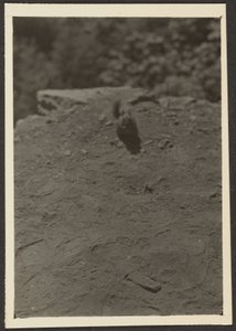 [Chipmonk on Trail] da Louis Fleckenstein