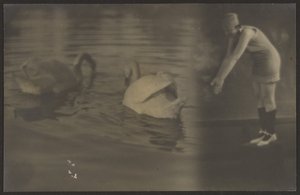 [Composito di cigni e tuffatore] da Louis Fleckenstein