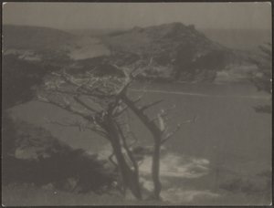 [Cipresso sulla costa] da Louis Fleckenstein