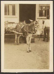 [Asino e carro] da Louis Fleckenstein