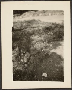 [Anatra in paesaggio] da Louis Fleckenstein