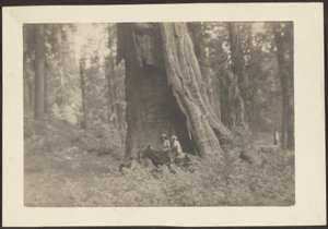 [Figure a cavallo nella cavità di un grande albero]. da Louis Fleckenstein
