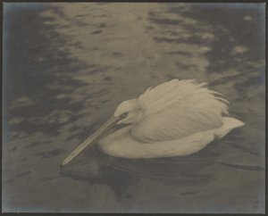 [Heron] da Louis Fleckenstein