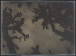 [Joshua Trees] da Louis Fleckenstein