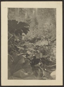 [Paesaggio] da Louis Fleckenstein