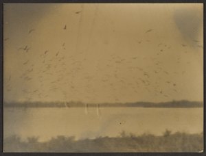 [Paesaggio con uccelli] da Louis Fleckenstein
