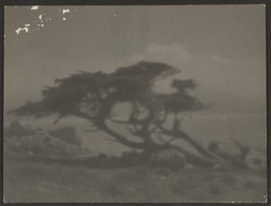 [Paesaggio con cipresso] da Louis Fleckenstein