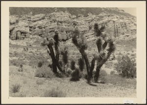 [Paesaggio con alberi di Joshua] da Louis Fleckenstein
