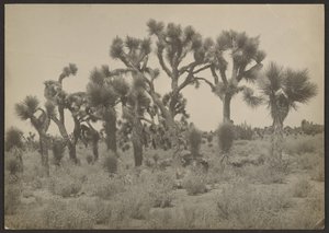 [Paesaggio con alberi di Joshua] da Louis Fleckenstein