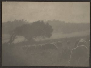 [Paesaggio con pecore]