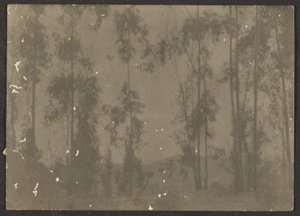 [Paesaggio con alberi alti] da Louis Fleckenstein