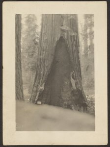 [Albero massiccio] da Louis Fleckenstein