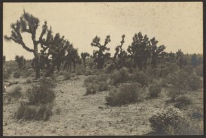 Deserto del Mojave da Louis Fleckenstein