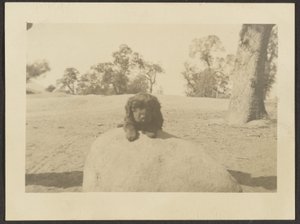 [Cucciolo sulla roccia] da Louis Fleckenstein