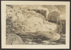 [Paesaggio roccioso] da Louis Fleckenstein