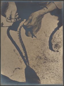  da Louis Fleckenstein