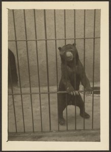 [Orso bradipo in gabbia] da Louis Fleckenstein