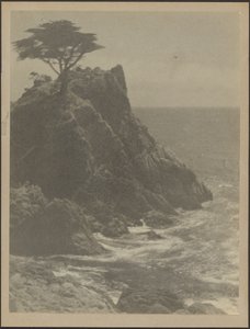 [Albero sulla costa rocciosa]