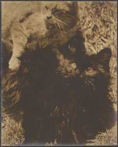 [Due gatti] da Louis Fleckenstein